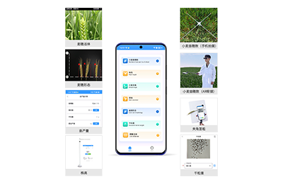贵州小麦表型测量仪IN-XM05